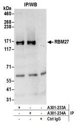 RBM27 Antibody in Immunoprecipitation (IP)