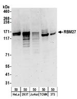 RBM27 Antibody in Western Blot (WB)