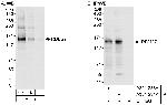 RBM27 Antibody in Western Blot (WB)