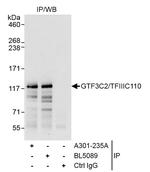 GTF3C2/TFIIIC110 Antibody in Immunoprecipitation (IP)