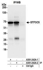 GTF3C5/TFIIIC63 Antibody in Immunoprecipitation (IP)