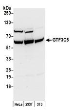 GTF3C5/TFIIIC63 Antibody in Western Blot (WB)