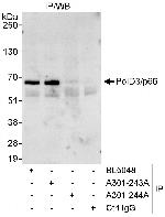 PolD3/p66 Antibody in Immunoprecipitation (IP)