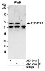 PolD3/p66 Antibody in Immunoprecipitation (IP)