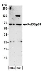 PolD3/p66 Polyclonal Antibody
