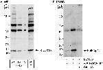 PolE3/p17 Antibody in Western Blot (WB)