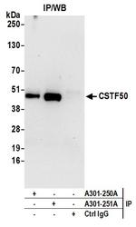 CSTF50 Antibody in Immunoprecipitation (IP)
