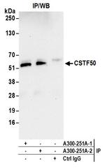 CSTF50 Polyclonal Antibody