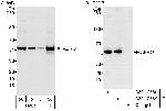 ABRO Antibody in Western Blot (WB)