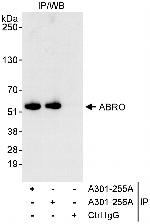 ABRO Polyclonal Antibody