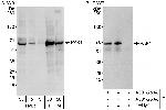 PAK1 Polyclonal Antibody