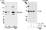 PAK2 Polyclonal Antibody