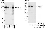 ROBO1 Antibody in Western Blot (WB)