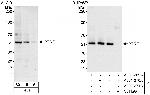 PTRF Polyclonal Antibody