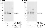 PTRF Polyclonal Antibody