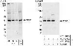PTRF Polyclonal Antibody