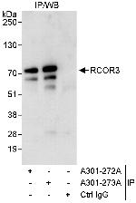RCOR3 Polyclonal Antibody