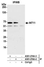 INT11 Antibody in Immunoprecipitation (IP)