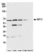 INT11 Antibody in Western Blot (WB)