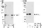TAF6 Antibody in Western Blot (WB)
