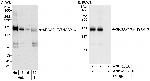 SRGAP1/ARHGAP13 Polyclonal Antibody