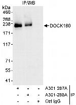 DOCK180 Antibody in Immunoprecipitation (IP)