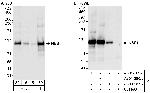 NBS1 Antibody in Western Blot (WB)