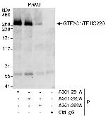 GTF3C1/TFIIIC220 Antibody in Immunoprecipitation (IP)