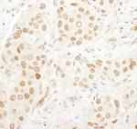 PAF49 Antibody in Immunohistochemistry (Paraffin) (IHC (P))