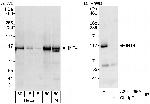 INT4 Antibody in Western Blot (WB)