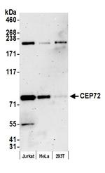 CEP72 Polyclonal Antibody