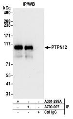 PTPN12 Antibody in Immunoprecipitation (IP)