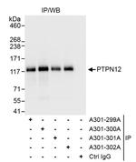 PTPN12 Antibody in Immunoprecipitation (IP)