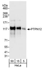 PTPN12 Antibody in Western Blot (WB)