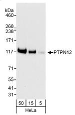 PTPN12 Antibody in Western Blot (WB)