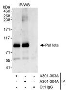 Pol Iota Antibody in Immunoprecipitation (IP)