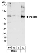 Pol Iota Polyclonal Antibody