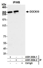 DOCK10 Antibody in Immunoprecipitation (IP)