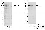 DOCK10 Polyclonal Antibody