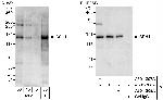 SSH1 Polyclonal Antibody