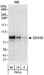 DDX50 Polyclonal Antibody