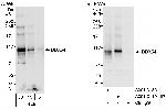DDX54 Antibody in Western Blot (WB)