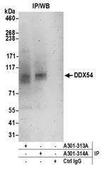 DDX54 Polyclonal Antibody