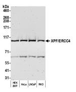 XPF/ERCC4 Polyclonal Antibody