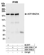 ACF1/BAZ1A Antibody in Immunoprecipitation (IP)