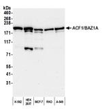 ACF1/BAZ1A Polyclonal Antibody