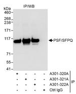 PSF/SFPQ Antibody in Immunoprecipitation (IP)