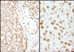 PSF/SFPQ Polyclonal Antibody