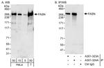 FASN Antibody in Western Blot (WB)