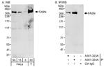 FASN Antibody in Western Blot (WB)